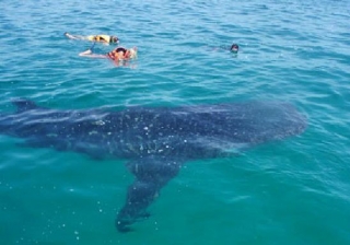 Snorkel con el tiburon ballena